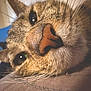 cat, close_up, nose, whiskers, fur, pet, domestic_cat, portrait, macro, cozy, sleepy, bedding, tabby, green_eyes, eye_reflection, snout, texture, indoor, soft_lighting, curious_expression