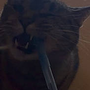 Scuttle Bug is registered to the contest to win money with this photo: cat, pet, tabby_cat, closeup, bite, pen, hand, teeth, whiskers, indoor, window, low_light, blurry, motion_blur, playful, animal, domestic, portrait, furniture, cheeky