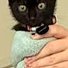 Salem is registered to the contest to win money with this photo: black_cat, kitten, towel, hands, nail_polish, pet, animal, indoor, close_up, cute, young_cat, fur, collar, looking_at_camera, domestic_cat, feline, small_pet, wrapped, holding, curious