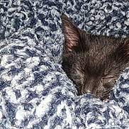 Salem is registered to the contest to win money with this photo: kitten, black_cat, sleeping, blanket, cozy, soft, knitted, yarn, texture, close_up, cute, pet, animal, fur, resting, indoor, warm, snug, comfort, peaceful