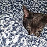 kitten, black_cat, sleeping, blanket, cozy, soft, knitted, yarn, texture, close_up, cute, pet, animal, fur, resting, indoor, warm, snug, comfort, peaceful