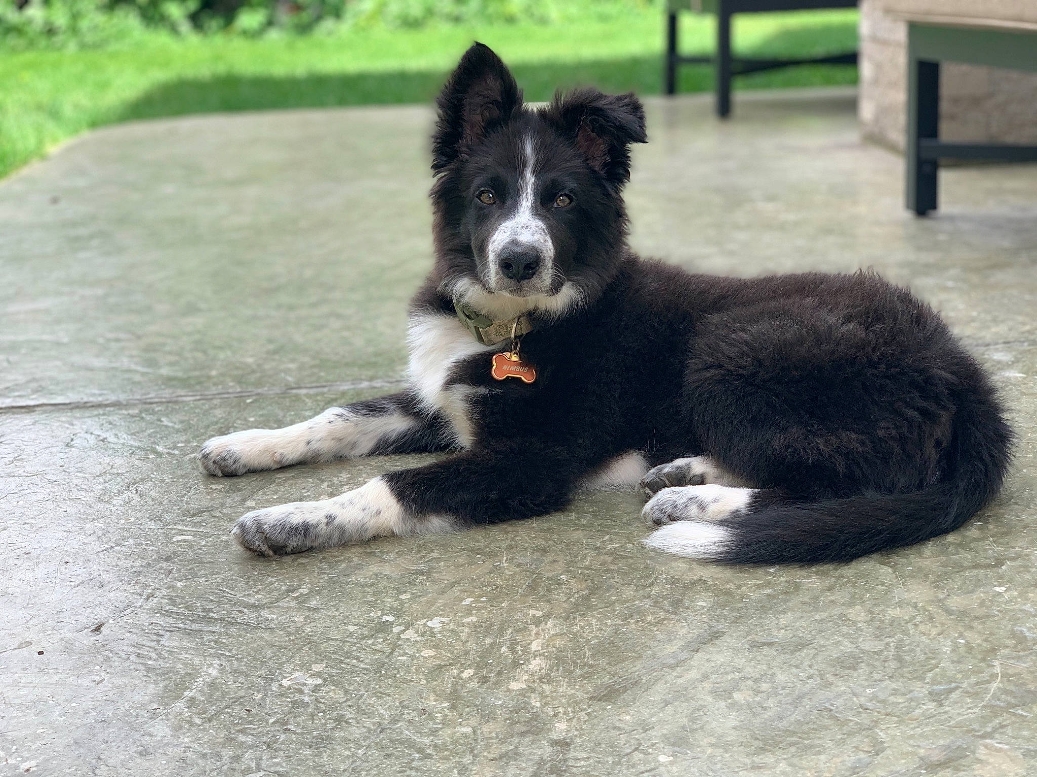 Nimbus joined the competition — help win amazing prizes! australian_collie, border_collie, canidae, carnivore, companion_dog, dog, dog_breed, herding_dog, karelian_bear_dog, mammal, russo_european_laika, snout, sporting_group, vertebrate