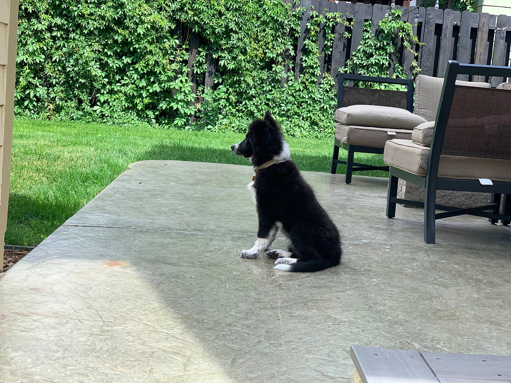 Nimbus joined the competition — help win amazing prizes! backyard, border_collie, canidae, carnivore, companion_dog, dog, dog_breed, garden, grass, home, lawn, mammal, plant, shrub, sporting_group, tail, tree, vertebrate, working_dog