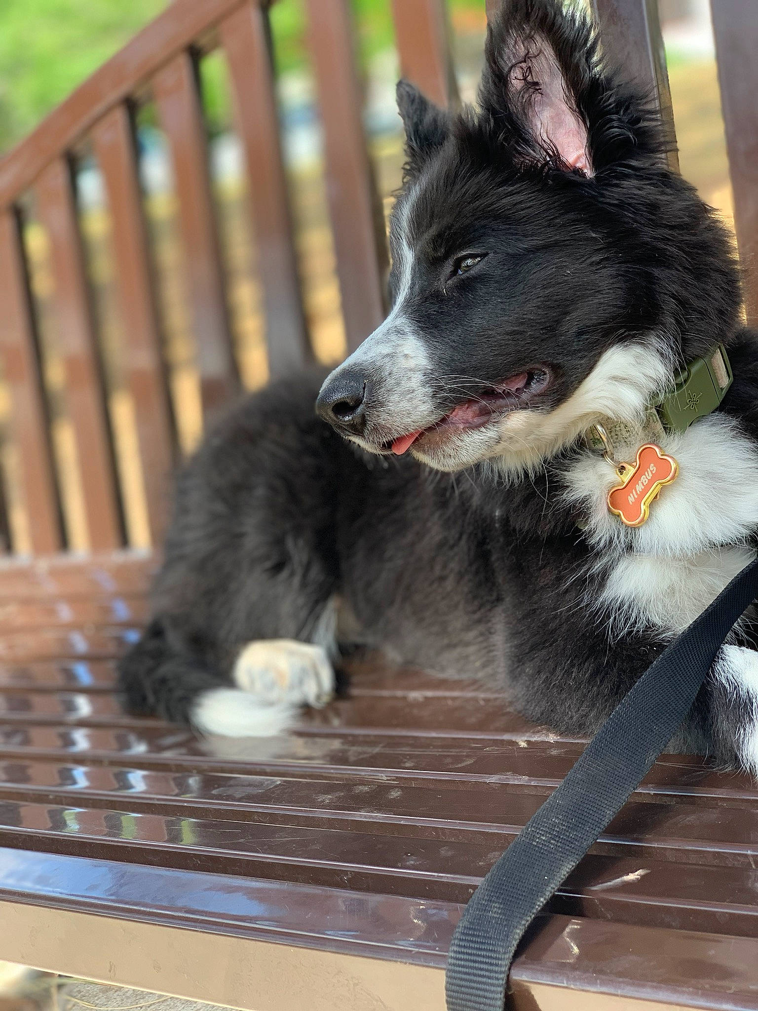 Nimbus joined the competition — help win amazing prizes! australian_collie, border_collie, canidae, carnivore, dog, dog_breed, karelian_bear_dog, mammal, russo_european_laika, vertebrate