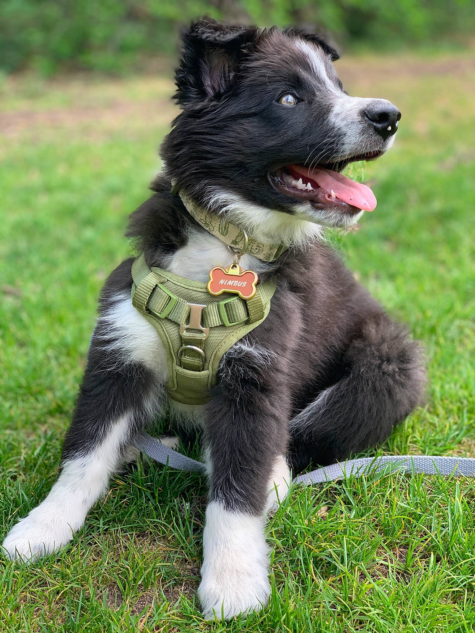 Nimbus is registered to the contest to win money with this photo: australian_collie, border_collie, canidae, carnivore, companion_dog, dog, dog_breed, herding_dog, mammal, rare_breed_dog, russo_european_laika, sporting_group, stabyhoun, vertebrate, working_dog