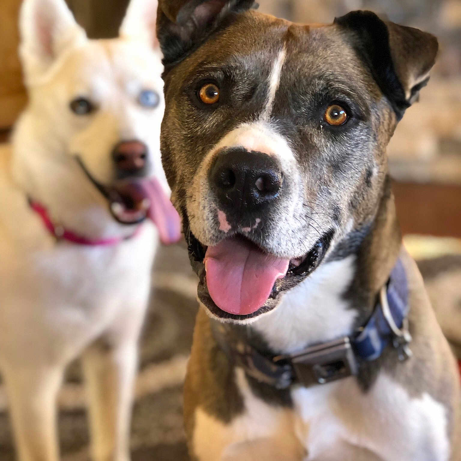 Sully joined the competition — help win amazing prizes! dog, dog_breed, dog_breed_group, dog_like_mammal, snout