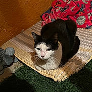 Luna joined the competition — help win amazing prizes! cat, black_and_white, loafing, mat, blanket, pink, floral, indoor, turtle_figurine, decor, wall, texture, fur, pet, animal, relaxing, shadow, floor, cozy, whiskers