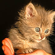 Babouche a rejoint le concours — aidez-le/la à gagner de superbes lots ! kitten, cat, animal, pet, furry, small, cute, hand, holding, closeup, whiskers, ears, eyes, fur, portrait, domestic, young, mammal, indoor, adorable