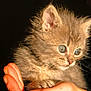 kitten, cat, animal, pet, furry, small, cute, hand, holding, closeup, whiskers, ears, eyes, fur, portrait, domestic, young, mammal, indoor, adorable