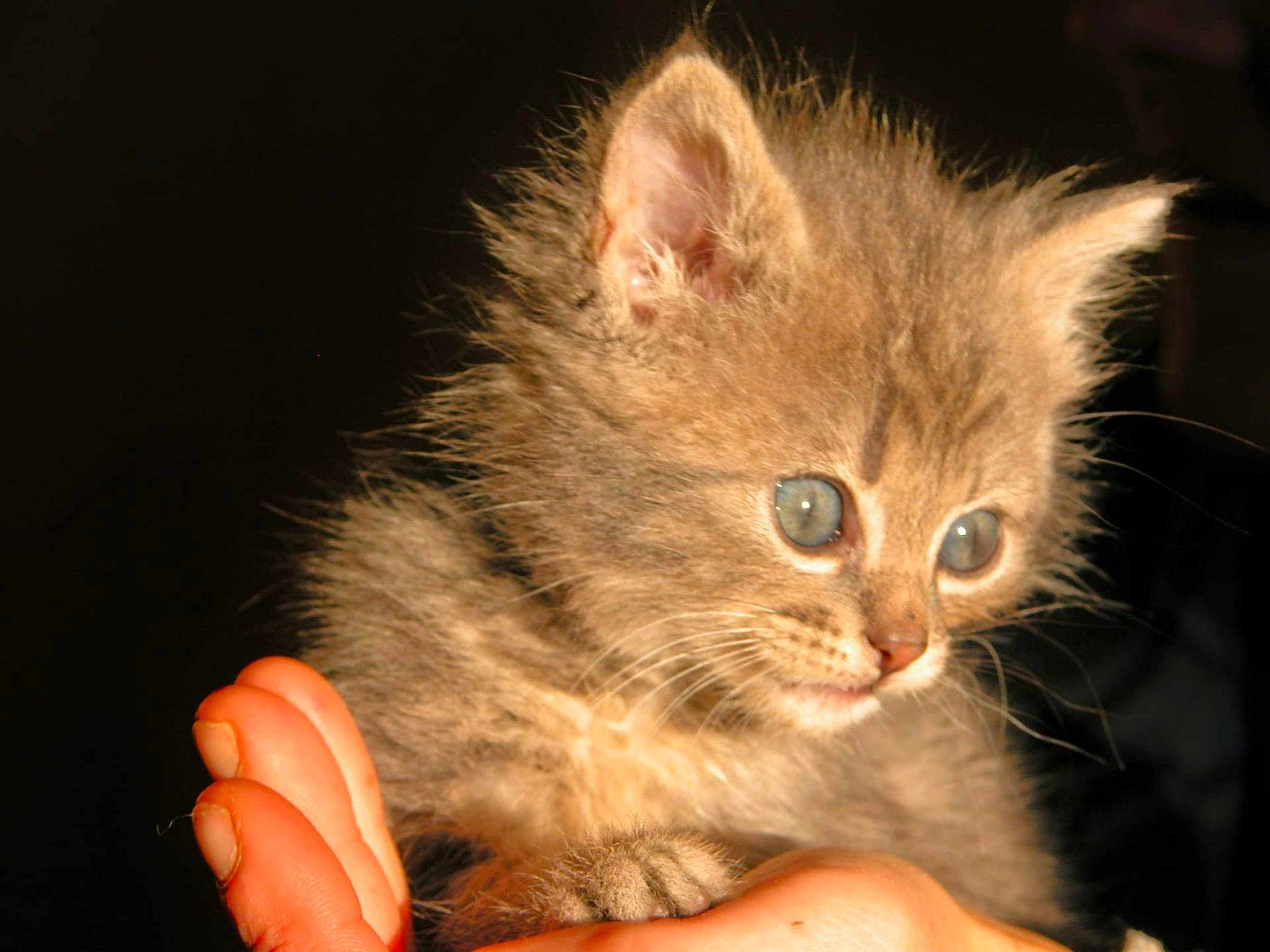 Babouche a rejoint le concours — aidez-le/la à gagner de superbes lots ! kitten, cat, animal, pet, furry, small, cute, hand, holding, closeup, whiskers, ears, eyes, fur, portrait, domestic, young, mammal, indoor, adorable