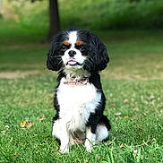 Pita participe au concours pour gagner de l'argent avec cette photo : animal, black, brown, canine, collar, cute, dog, fur, grass, greenery, nature, outdoor, park, pet, playful, portrait, sitting, summer, tongue_out, white
