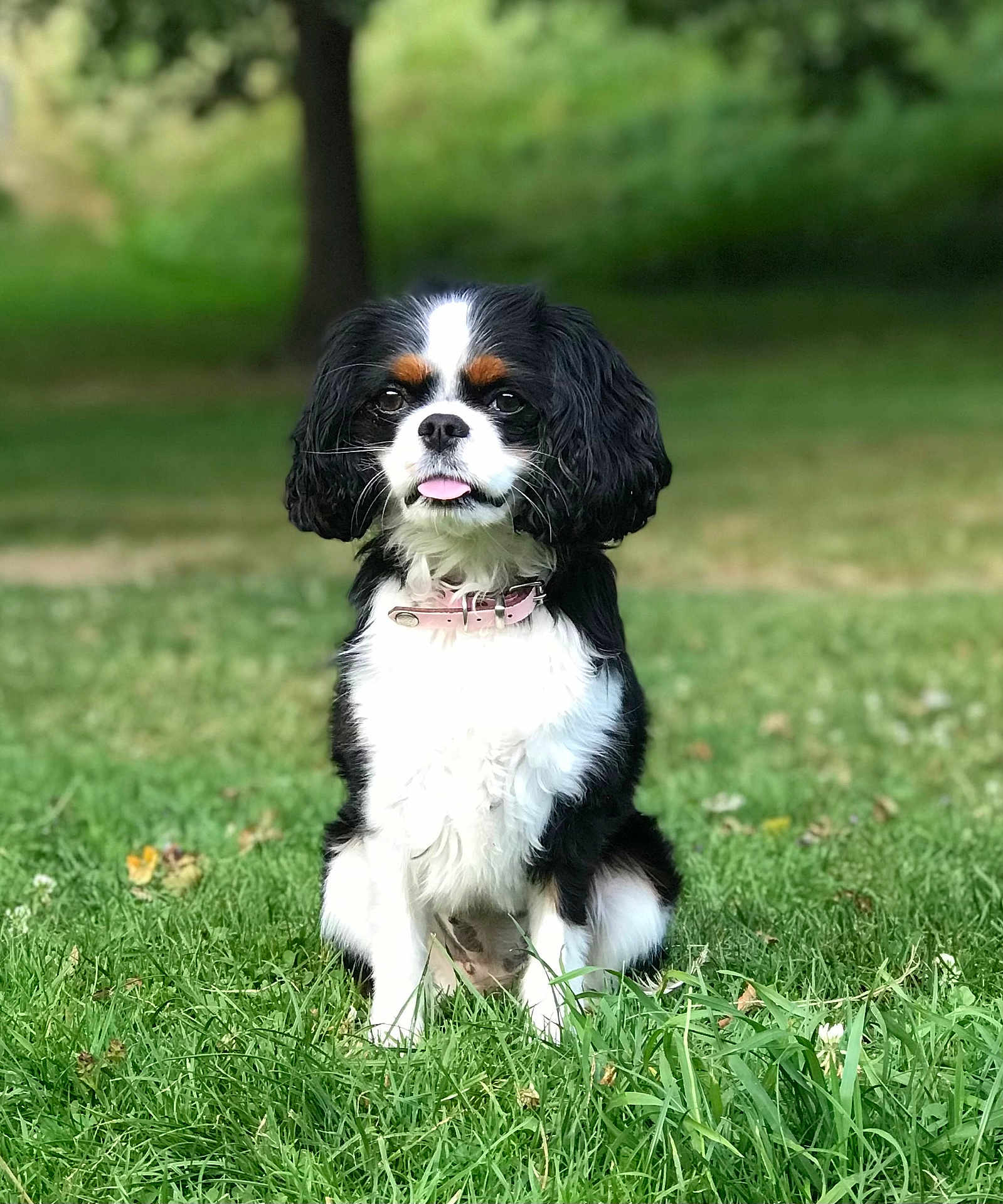 Pita