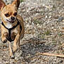 Halinka participe au concours pour gagner de l'argent avec cette photo : dog, chihuahua, running, outdoor, gravel, harness, small_dog, animal, pet, playful, happy, active, nature, daylight, mammal, fur, cute, energetic, walking, canine