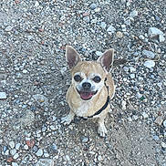 Halinka participe au concours pour gagner de l'argent avec cette photo : dog, chihuahua, small_dog, pet, animal, outdoor, rocks, gravel, happy, smiling, sitting, leash, harness, fur, ears, face, eyes, tongue, nature, ground