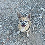 dog, chihuahua, small_dog, pet, animal, outdoor, rocks, gravel, happy, smiling, sitting, leash, harness, fur, ears, face, eyes, tongue, nature, ground