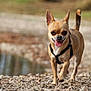 Halinka participe au concours pour gagner de l'argent avec cette photo : dog, chihuahua, small_dog, outdoor, happy, walking, tongue_out, tail_up, rocks, path, water, nature, sunlight, pet, canine, animal, closeup, brown_dog, leash, harness