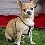 dog, chihuahua, small_dog, tan_fur, black_harness, pet, grass, artificial_grass, indoor, festive_background, red_background, white_background, green_decoration, bone_shaped_toy, sitting, alert, cute, animal, domestic_animal, portrait