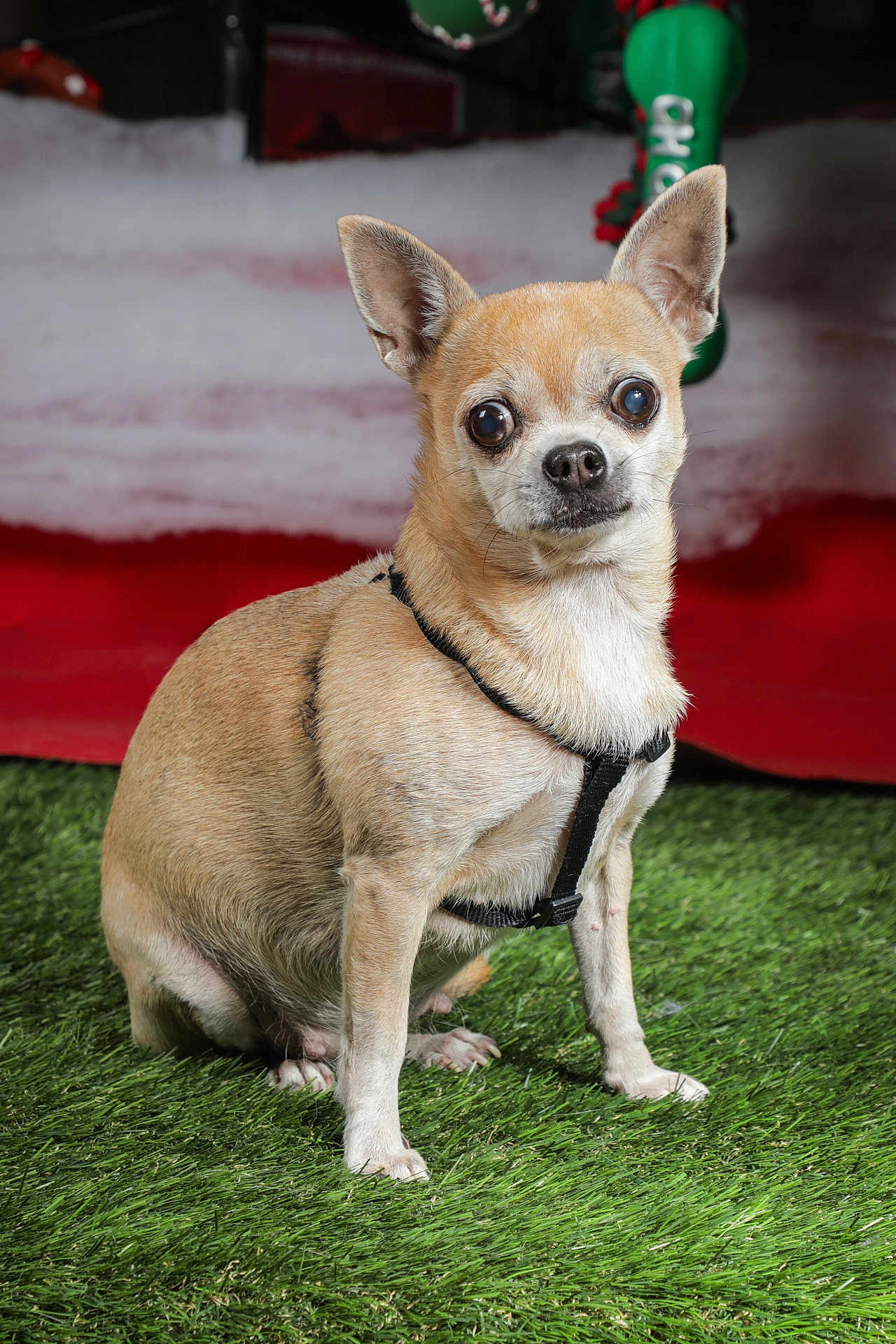 Halinka a rejoint le concours — aidez-le/la à gagner de superbes lots ! dog, chihuahua, small_dog, tan_fur, black_harness, pet, grass, artificial_grass, indoor, festive_background, red_background, white_background, green_decoration, bone_shaped_toy, sitting, alert, cute, animal, domestic_animal, portrait