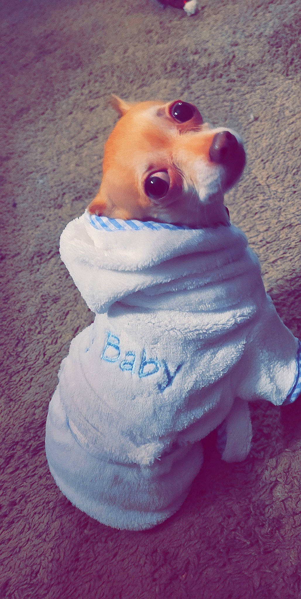 Tank joined the competition — help win amazing prizes! baby_toddler_clothing, carmine, carnivore, companion_dog, dog, dog_breed, electric_blue, fashion_accessory, fawn, fur, magenta, non_sporting_group, pattern, pink, sleeve, snout, toy, toy_dog, working_animal