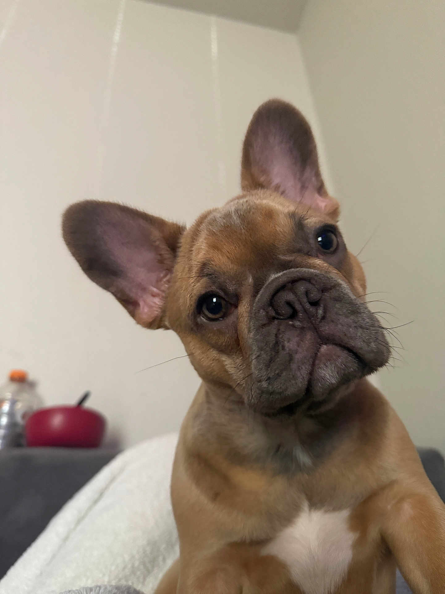 Oakley joined the competition — help win amazing prizes! dog, french_bulldog, puppy, pet, curious, ears, head_tilt, close_up, indoor, blanket, brown, white_chest, canine, animal, cute, domestic, companion, portrait, young, furry