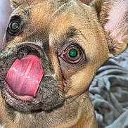 Oakley is registered to the contest to win money with this photo: dog, close_up, tongue_out, playful, indoor, pet, brown_fur, ears, wide_eyes, cute, canine, animal, face, whiskers, snout, fur_texture, expression, domestic, companion, blanket