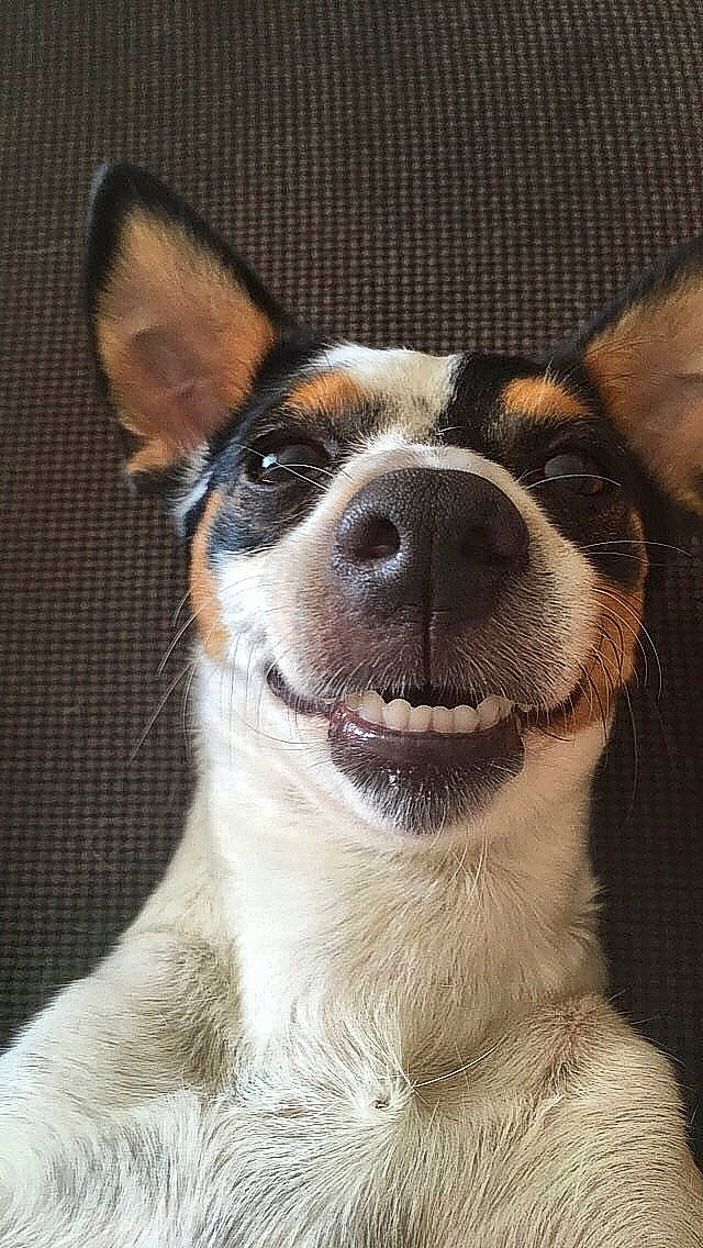 Elia participe au concours pour gagner de l'argent avec cette photo : ancient_dog_breeds, canidae, carnivore, collar, companion_dog, dog, dog_breed, dog_collar, fawn, fur, giant_dog_breed, non_sporting_group, snout, sporting_group, terrestrial_animal, terrier, whiskers, window, working_animal, working_dog