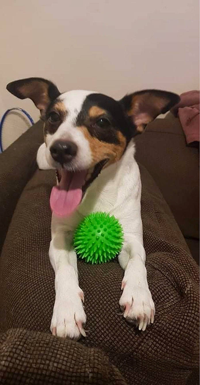 Elia a rejoint le concours — aidez-le/la à gagner de superbes lots ! ball, canidae, carnivore, collar, companion_dog, dog, dog_breed, dog_supply, dog_toy, fur, gesture, happy, leaf_vegetable, linens, paw, sporting_group, terrier, toy_dog, working_animal, working_dog