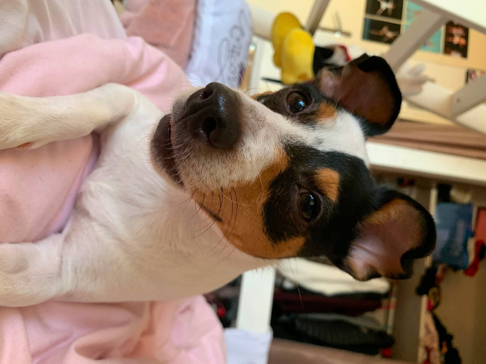 Elia a rejoint le concours — aidez-le/la à gagner de superbes lots ! canidae, carnivore, collar, comfort, companion_dog, dog, dog_breed, ear, eyewear, fawn, fur, hand, nail, paw, snout, sporting_group, sunglasses, toy_dog, working_animal, wrist