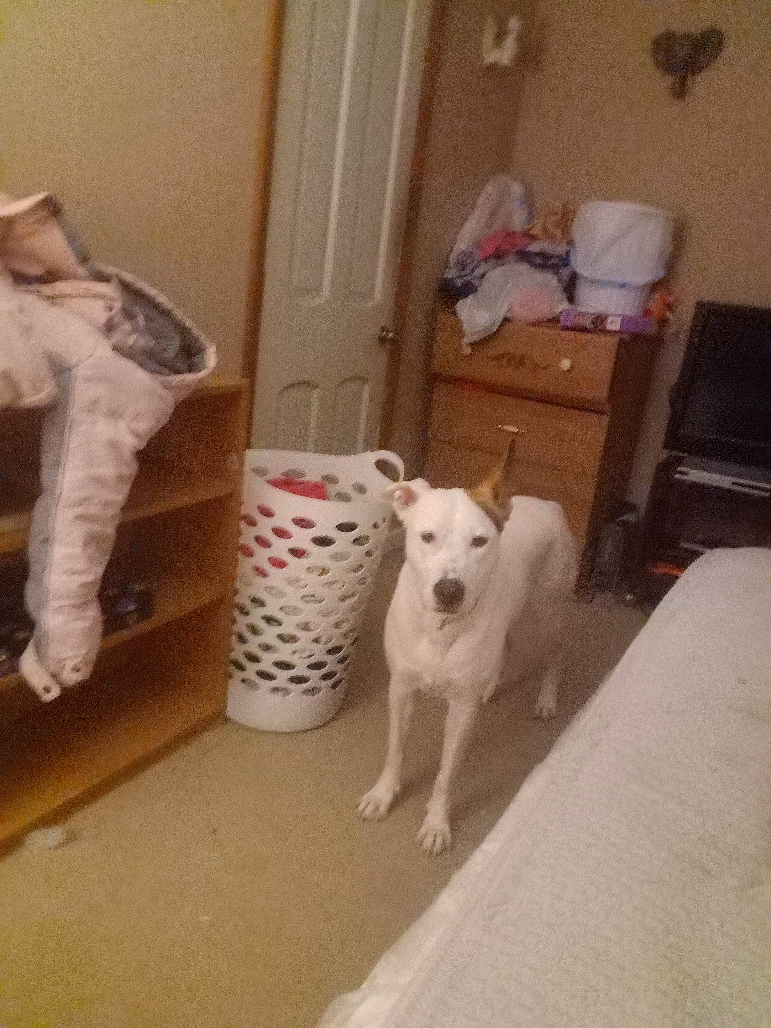 Luna joined the competition — help win amazing prizes! carnivore, comfort, companion_dog, dog, dog_breed, door, drawer, fawn, felidae, floor, flooring, fur, hardwood, human_leg, room, small_to_medium_sized_cats, tail, whiskers, wood, working_animal