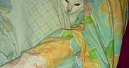 Nuty a rejoint le concours — aidez-le/la à gagner de superbes lots ! art, artwork, carnivoran, cat, cat_like_mammal, drawing, fictional_character, green, kitten, material, paint, painting, small_to_medium_sized_cats, textile, watercolor_paint, whiskers