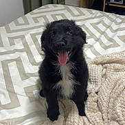 Nélo participe au concours pour gagner de l'argent avec cette photo : puppy, dog, black_fur, white_chest, bed, blanket, indoor, happy, tongue_out, cute, pet, animal, fur, smiling, cozy, domestic, young, small_dog, sitting, looking_up