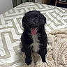 animal, bed, black_fur, blanket, cozy, cute, dog, domestic, fur, happy, indoor, looking_up, pet, puppy, sitting, small_dog, smiling, tongue_out, white_chest, young