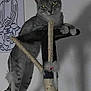 Flocon Et Leiyo participe au concours pour gagner de l'argent avec cette photo : american_wirehair, asian, british_shorthair, carnivore, cat, domestic_short_haired_cat, european_shorthair, felidae, norwegian_forest_cat, russian_blue, small_to_medium_sized_cats, tail, whiskers
