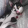 Flocon Et Leiyo participe au concours pour gagner de l'argent avec cette photo : aegean_cat, american_wirehair, carnivore, cat, domestic_short_haired_cat, european_shorthair, felidae, japanese_bobtail, kitten, polydactyl_cat, small_to_medium_sized_cats, tail, whiskers