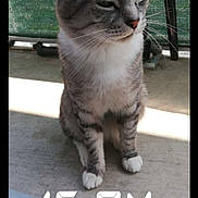 Flocon Et Leiyo participe au concours pour gagner de l'argent avec cette photo : aegean_cat, asian, carnivore, cat, domestic_short_haired_cat, dragon_li, european_shorthair, felidae, kitten, mammal, photo_caption, photography, polydactyl_cat, small_to_medium_sized_cats, snout, tabby_cat, vertebrate, whiskers