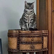 Spike is registered to the contest to win money with this photo: cat, tabby_cat, feline, pet, sitting, wooden_table, antique_furniture, cabinet, indoor, portrait, paws, whiskers, ears, green_eyes, fur, stool, home_interior, vertical_composition, brown_wood, wall