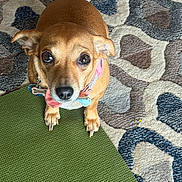 Lottie is registered to the contest to win money with this photo: animal, bow_tie, brown_dog, carpet, close_up, collar, companion, cute, dog, domestic_animal, ears, eyes, face, floor, indoor, looking_up, paws, pet, rug, small_dog
