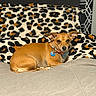 Lottie is registered to the contest to win money with this photo: alert, animal, blanket, brown_dog, collar, couch, cozy, dog, domestic_animal, ears, fur, furniture, home, indoor, leopard_print, pet, relaxed, resting, small_dog, tag