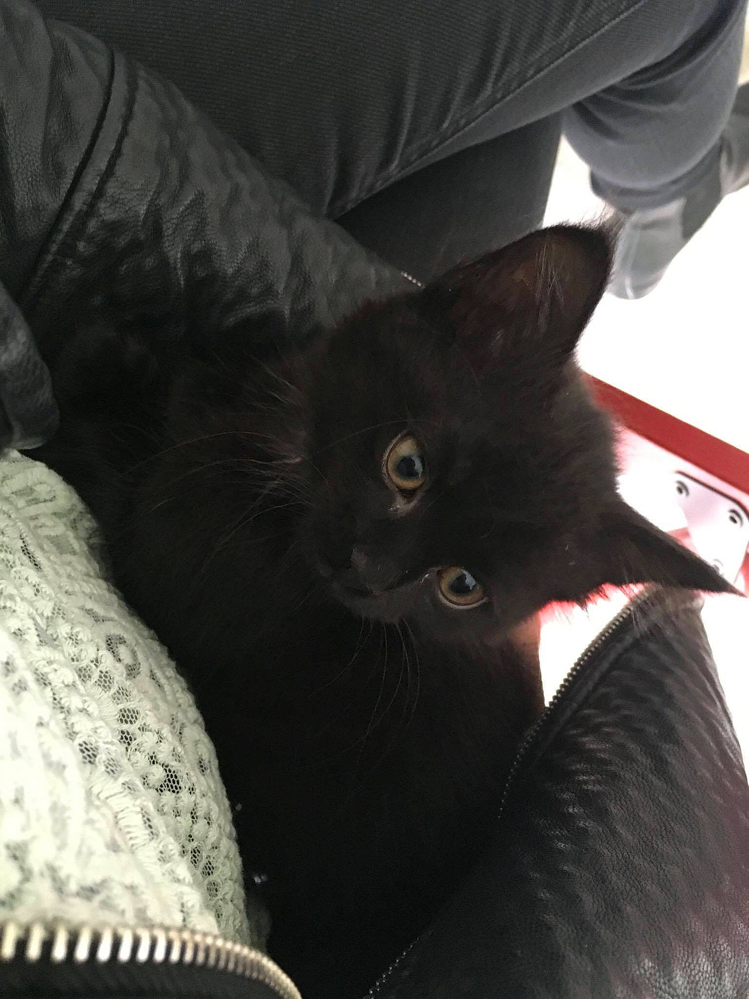 Biggie a rejoint le concours — aidez-le/la à gagner de superbes lots ! black, black_cat, carnivore, cat, felidae, fur, kitten, korat, nebelung, small_to_medium_sized_cats, whiskers