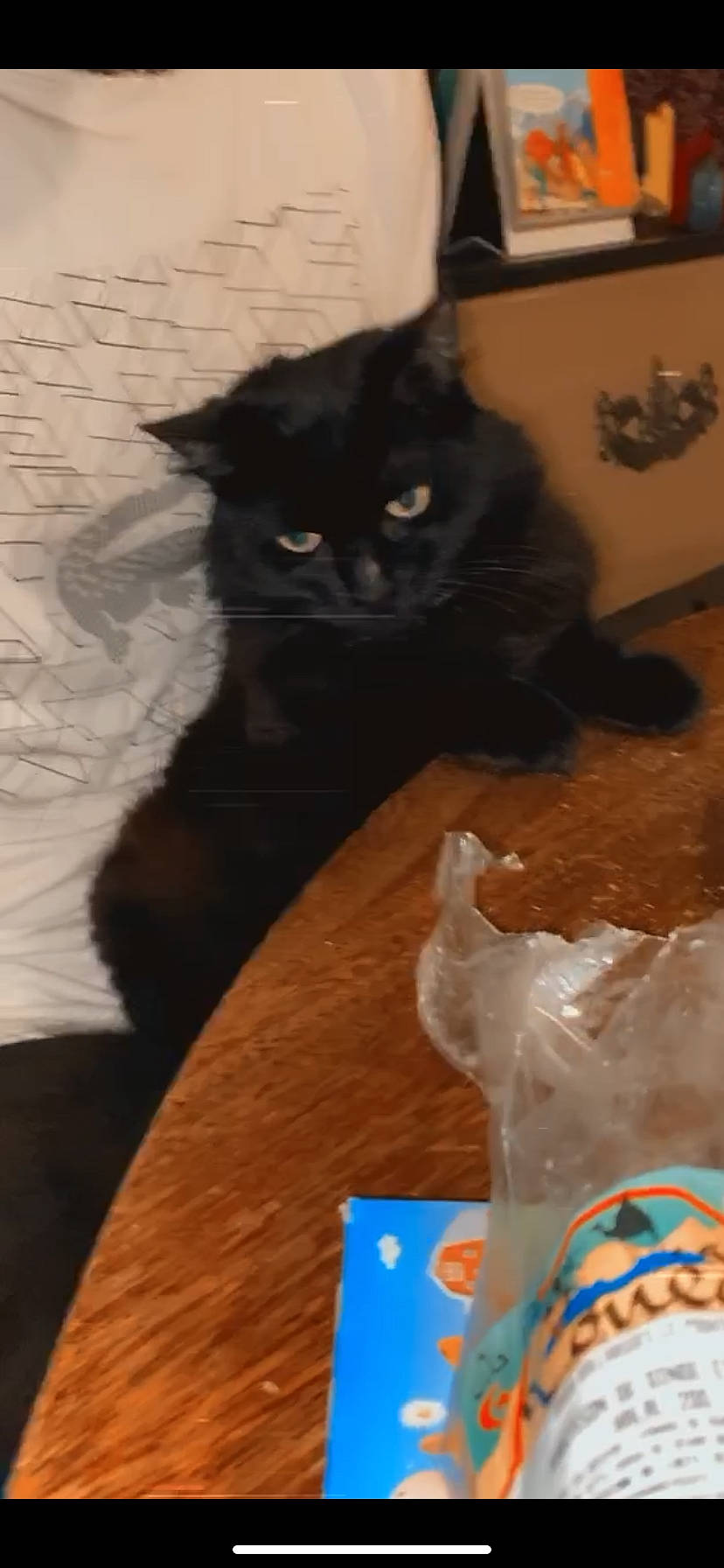 Biggie a rejoint le concours — aidez-le/la à gagner de superbes lots ! asian, black_cat, bombay, carnivore, cat, domestic_long_haired_cat, domestic_short_haired_cat, felidae, kitten, maine_coon, mammal, norwegian_forest_cat, persian, small_to_medium_sized_cats, tail, whiskers