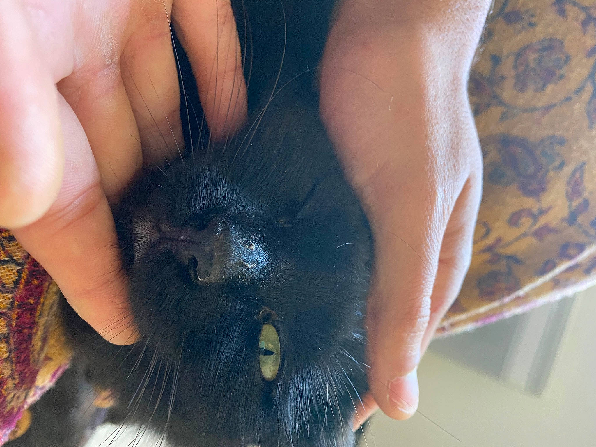 Biggie a rejoint le concours — aidez-le/la à gagner de superbes lots ! black_cat, claw, close_up, ear, finger, hand, nail, paw, snout, whiskers