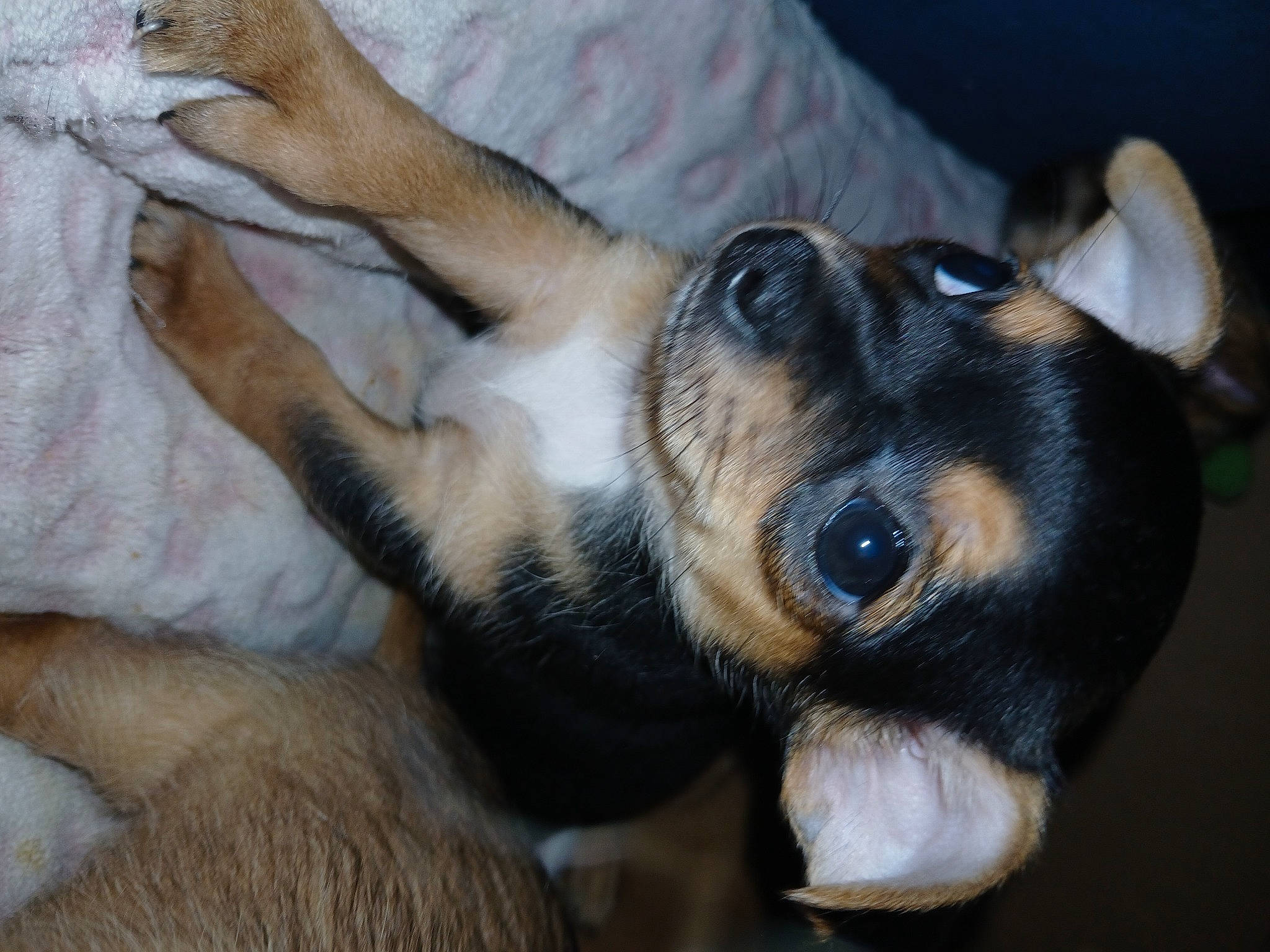 Puppies is registered to the contest to win money with this photo: canidae, carnivore, claw, comfort, companion_dog, dog, dog_breed, fawn, fur, paw, puppy, snout, sporting_group, terrestrial_animal, whiskers, working_animal, working_dog