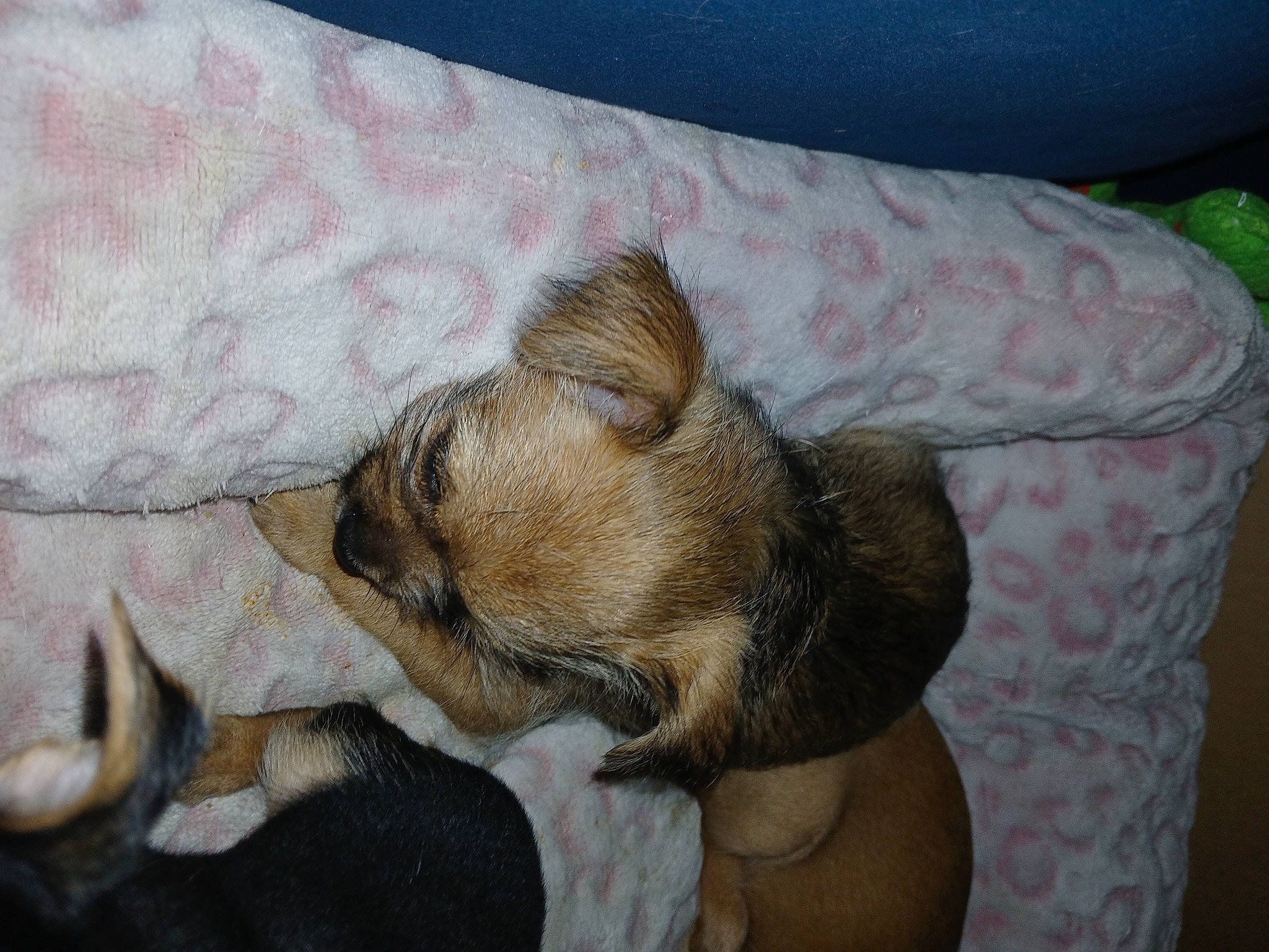 Puppies is registered to the contest to win money with this photo: bedding, canidae, carnivore, comfort, companion_dog, couch, dog, dog_breed, duvet, fawn, fur, linens, nap, paw, snout, sporting_group, toy_dog, whiskers, working_animal, wrinkle