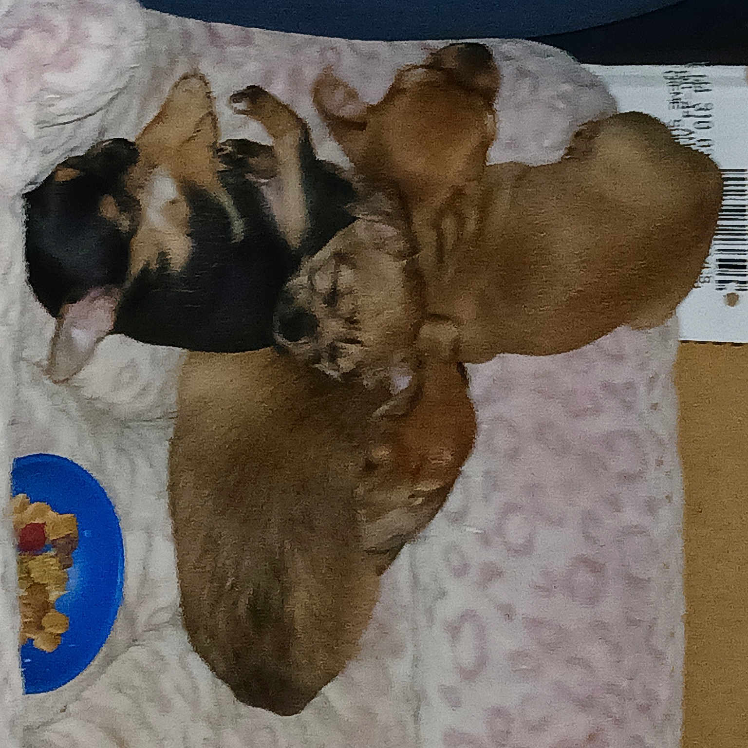 Puppies
