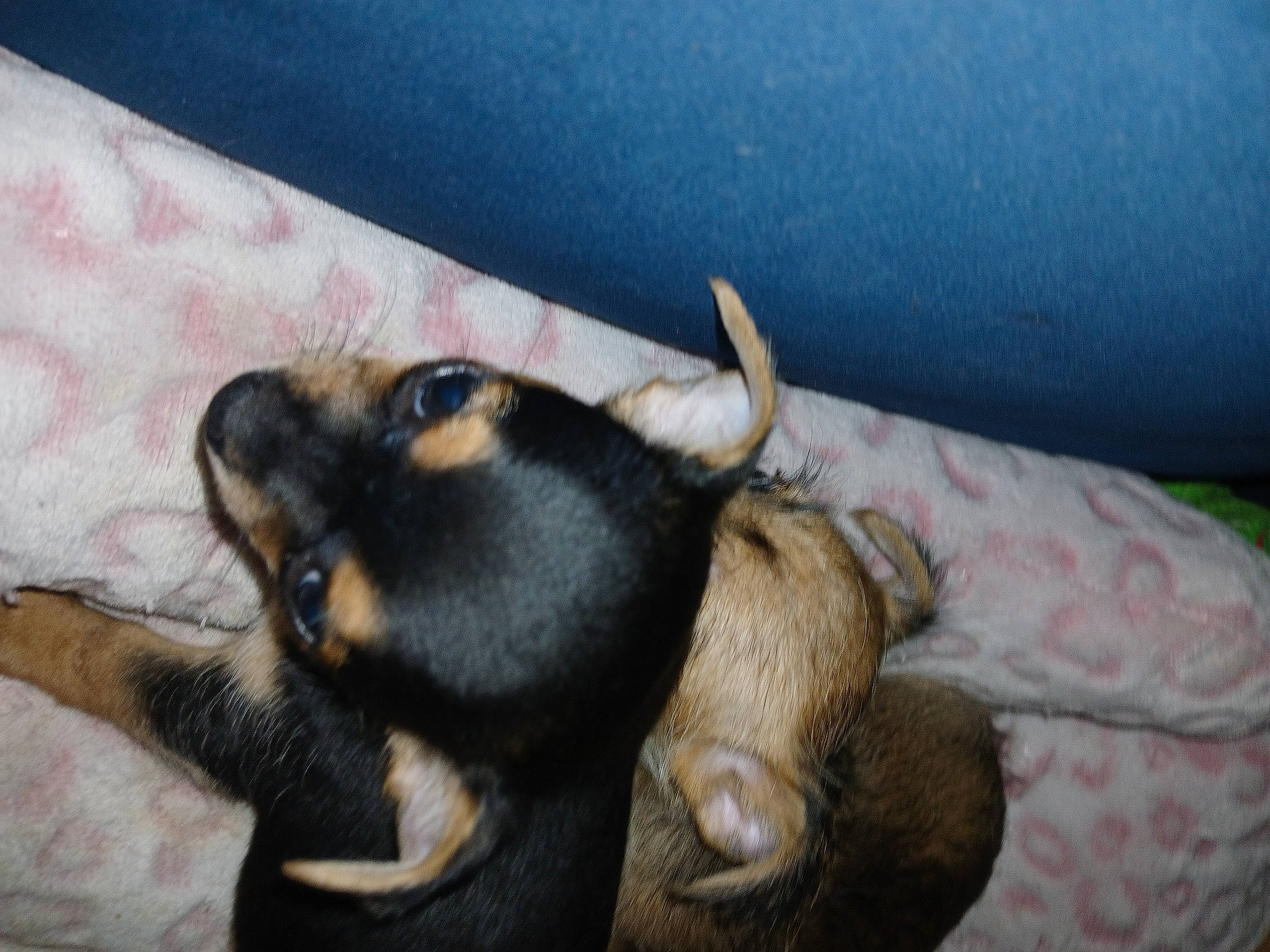 Puppies is registered to the contest to win money with this photo: canidae, carnivore, claw, comfort, companion_dog, dog, dog_breed, ear, fawn, foot, fur, gesture, nail, paw, snout, sporting_group, tail, terrestrial_animal, whiskers, working_animal