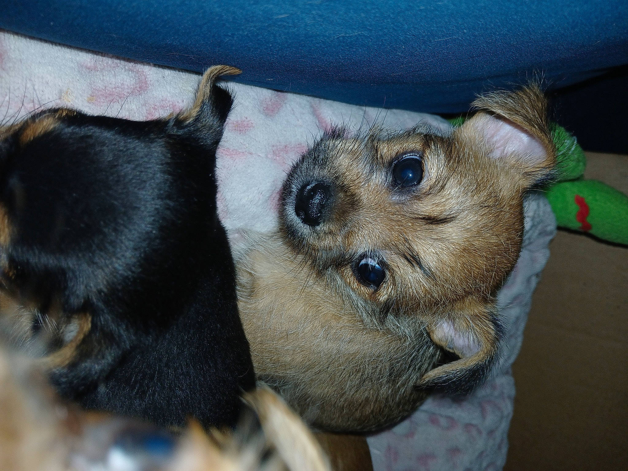 Puppies joined the competition — help win amazing prizes! canidae, carnivore, claw, collar, comfort, companion_dog, dog, dog_breed, dog_clothes, dog_supply, fawn, fur, paw, pet_supply, snout, sporting_group, terrestrial_animal, toy_dog, whiskers, working_animal