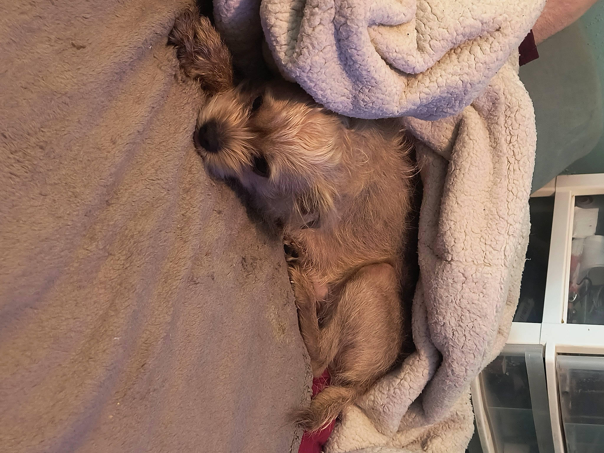 Scruffy is registered to the contest to win money with this photo: claw, fashion_accessory, fawn, felidae, flooring, foot, fur, gesture, human_leg, nail, pattern, snout, terrestrial_animal, tree, trunk, visual_arts, wood, wool, woolen, wrinkle