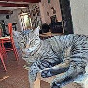 Avatar participe au concours pour gagner de l'argent avec cette photo : animal, cat, chair, cozy, door, floor, furniture, indoor, paw, pet, red_beams, relaxed, rustic, striped, sunlight, tabby_cat, table, whiskers, window, wooden_stool