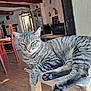 animal, cat, chair, cozy, door, floor, furniture, indoor, paw, pet, red_beams, relaxed, rustic, striped, sunlight, tabby_cat, table, whiskers, window, wooden_stool