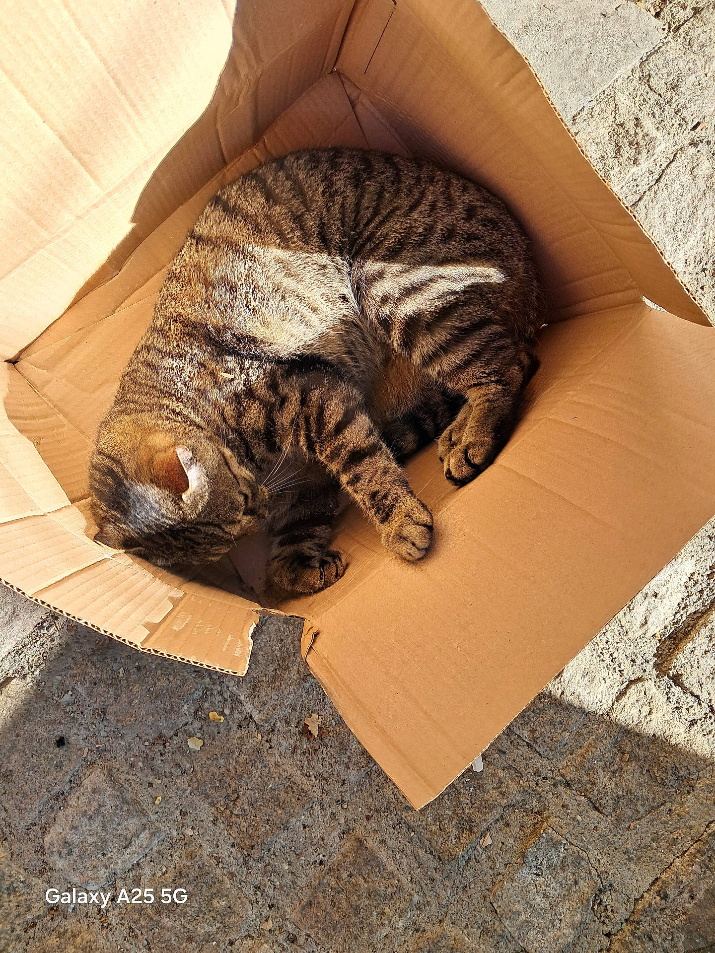 animal, cardboard_box, cat, cozy, curled_up, daylight, ears, feline, nature, outdoor, paw, pet, relaxed, sleeping, stone_floor, striped, sunlight, tabby, texture, whiskers